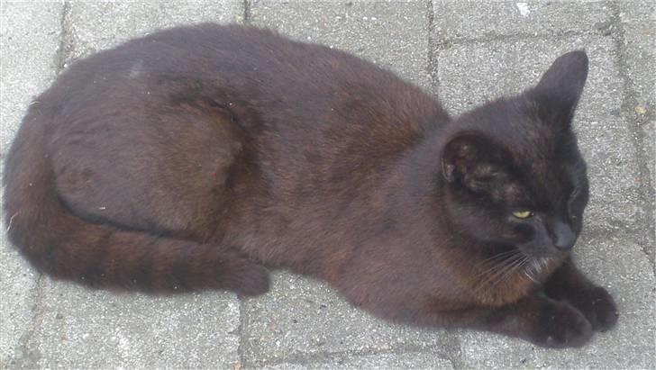 Huskat Gun billede 11