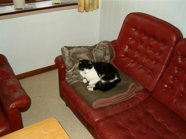 Huskat buller billede 1