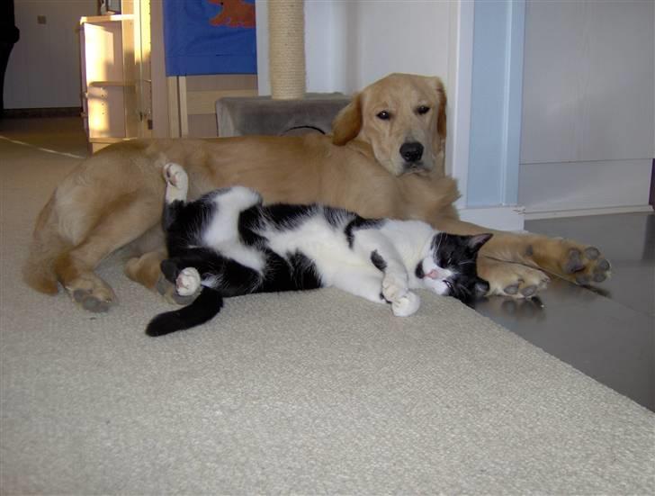 Huskat buller billede 2