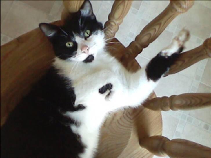 Huskat buller billede 3