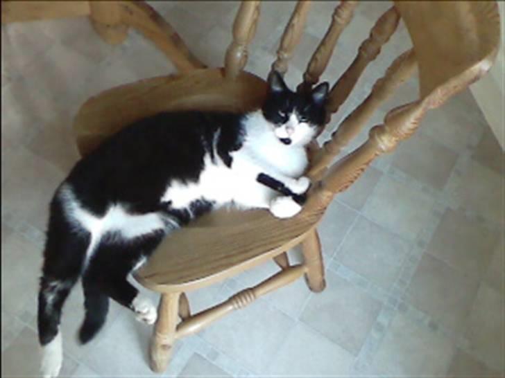 Huskat buller billede 4