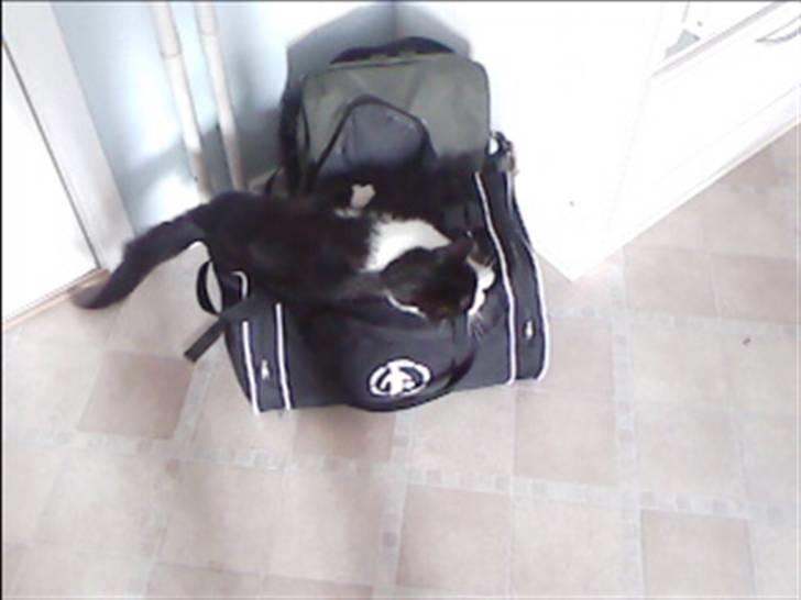 Huskat buller billede 5