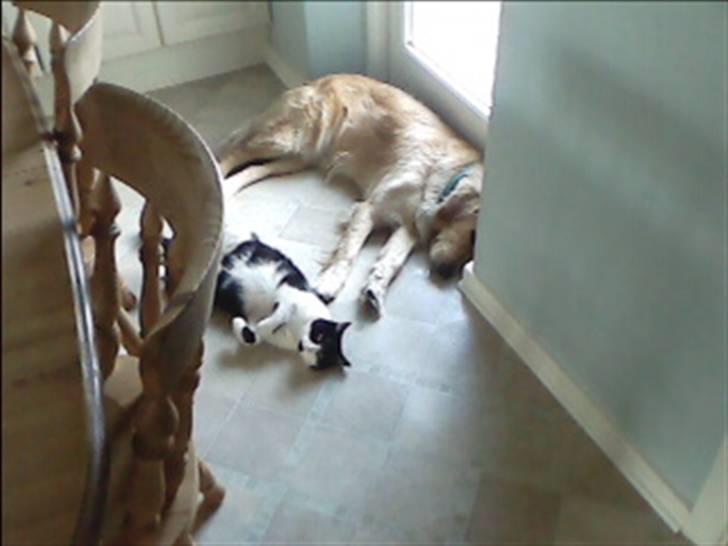 Huskat buller billede 6