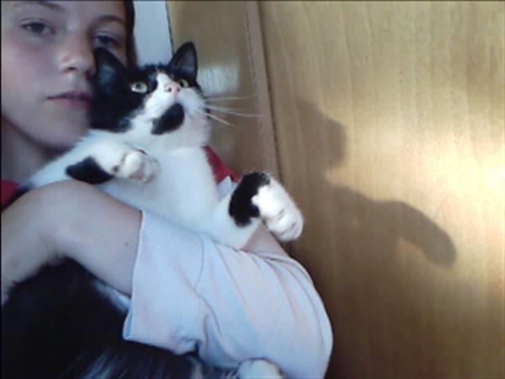 Huskat buller billede 7