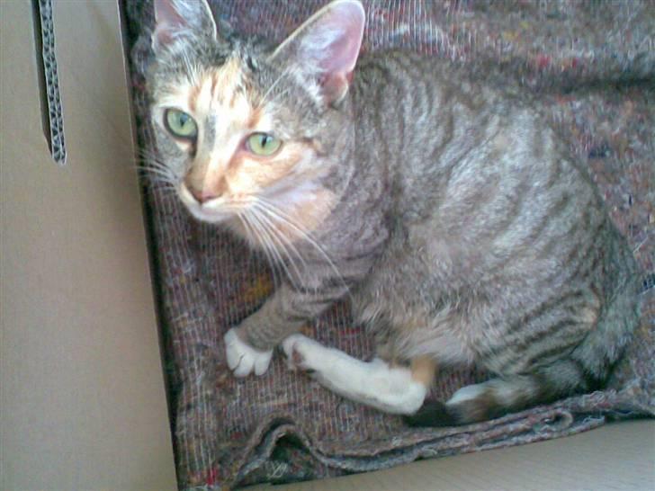 Huskat scarface *R.I.P.* billede 5