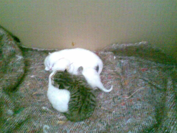 Huskat scarface *R.I.P.* billede 6