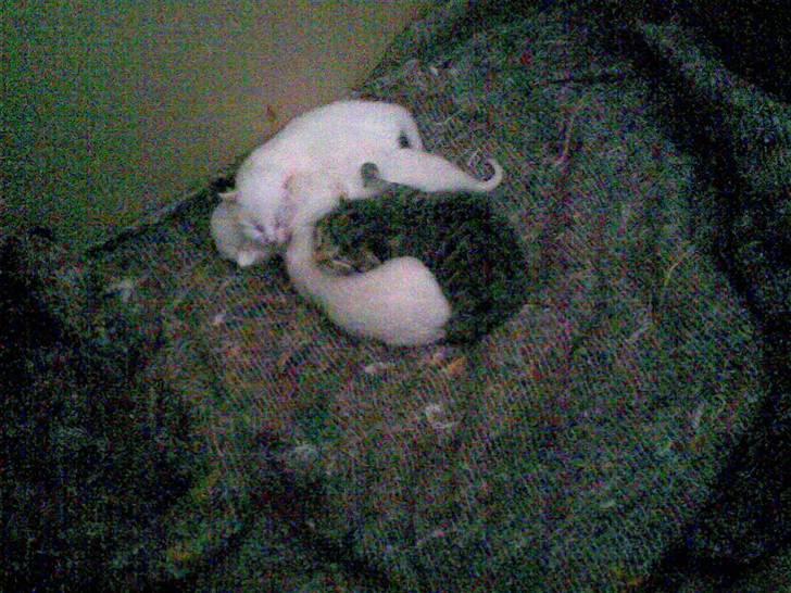 Huskat scarface *R.I.P.* billede 7