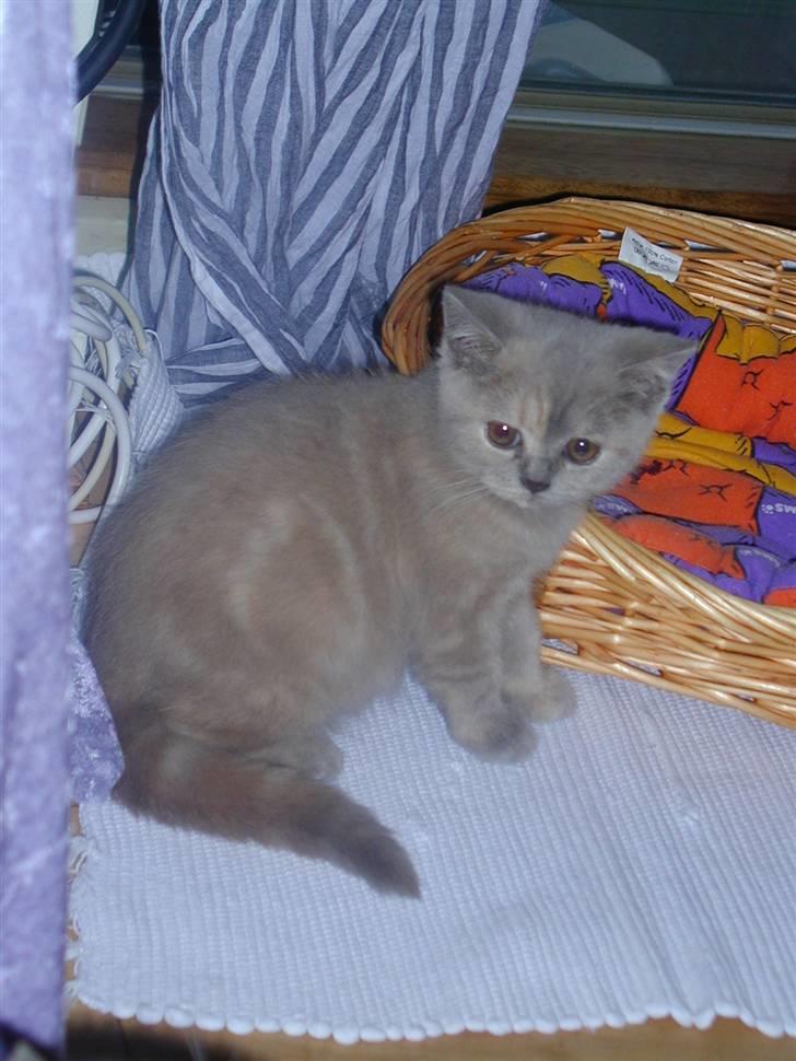 British Shorthair charlott - som lille killing...sådan så hun ud da hun blev bis killing billede 7