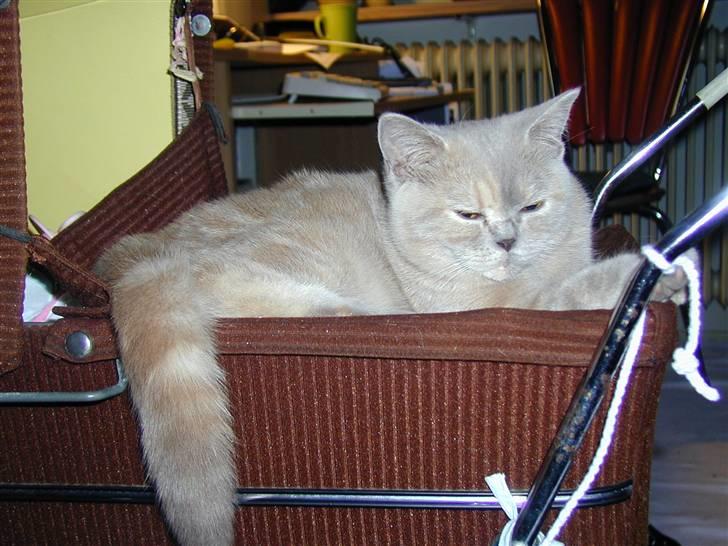 British Shorthair charlott - charlott ligger og sover i dukkevognen billede 8