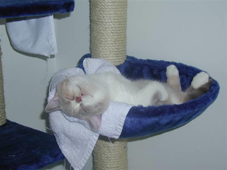 British Shorthair GODTEN  RIP 12/4-2010 - dom selv :0) billede 3