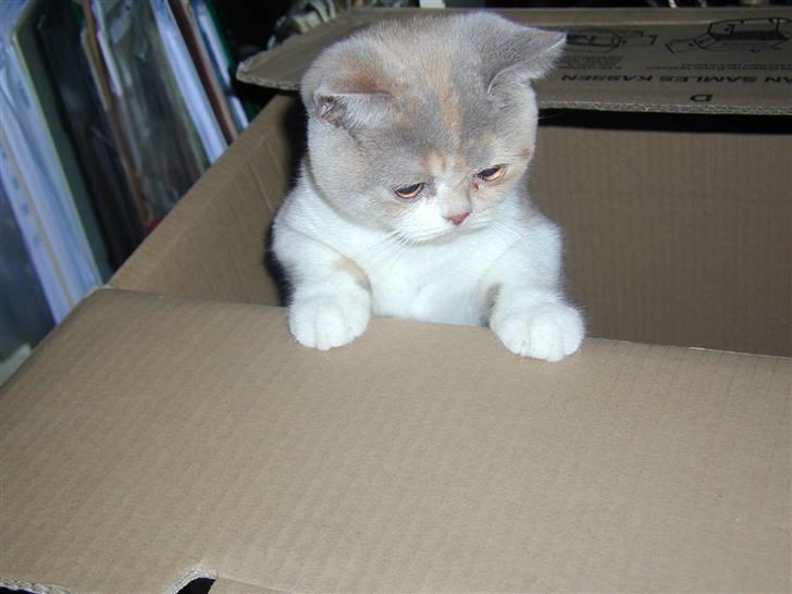 British Shorthair GODTEN  RIP 12/4-2010 - papkasse leg billede 4