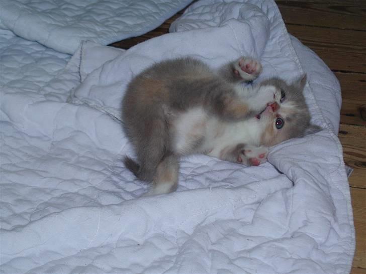 British Shorthair GODTEN  RIP 12/4-2010 - ikke ret mange uger gammel billede 5