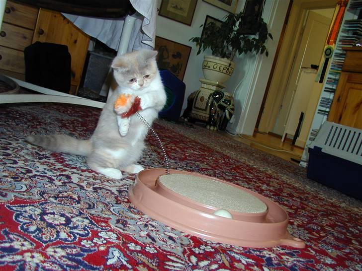 British Shorthair GODTEN  RIP 12/4-2010 - lige kommet hjem til os..efterårsferien 2006 billede 6