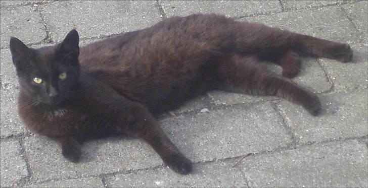 Huskat Gun billede 12