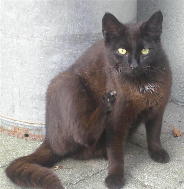 Huskat Gun billede 13