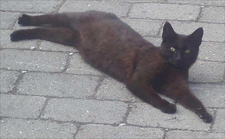 Huskat Gun billede 14