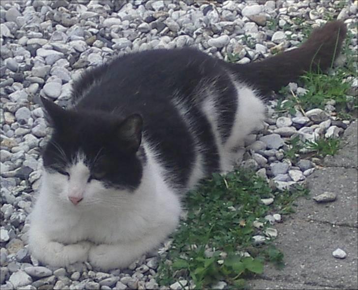 Huskat Kandis billede 8