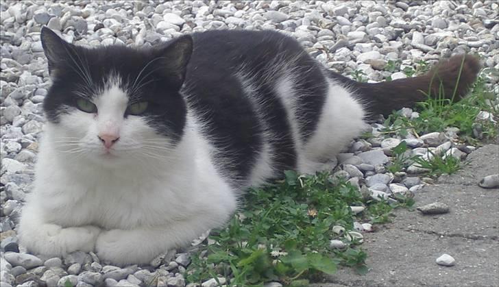 Huskat Kandis billede 9