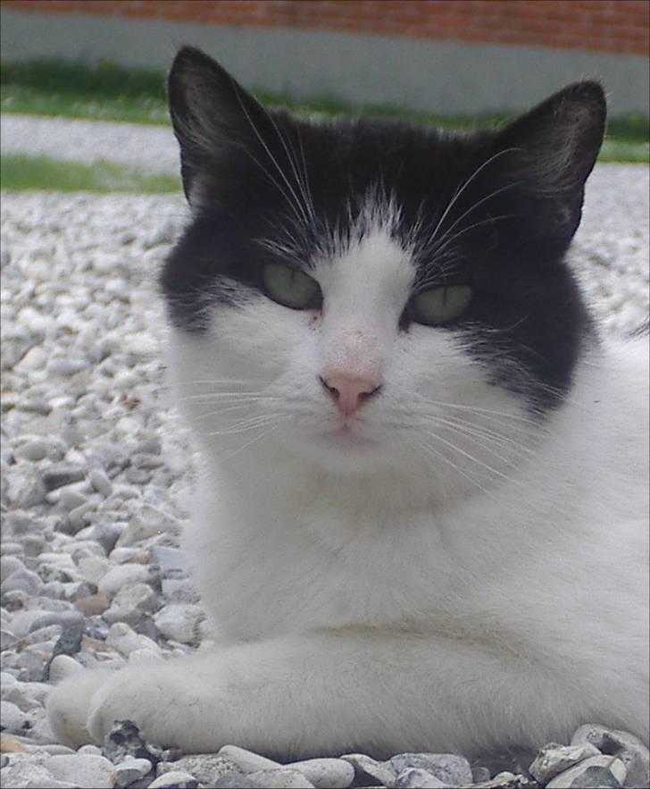 Huskat Kandis billede 10