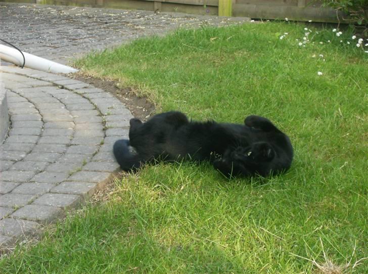 Blanding af racer Stumpi - rulle rulle billede 16