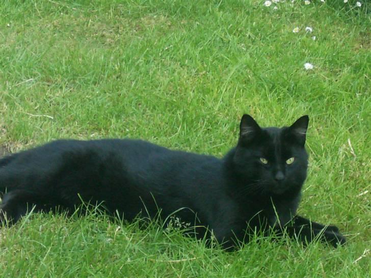 Blanding af racer Stumpi - ligger og får en lille slapper i haven billede 17