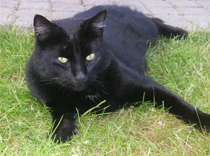 Blanding af racer Stumpi - jeg kigger på dig nu:-D billede 18