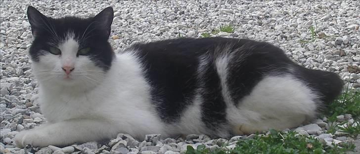 Huskat Kandis billede 11