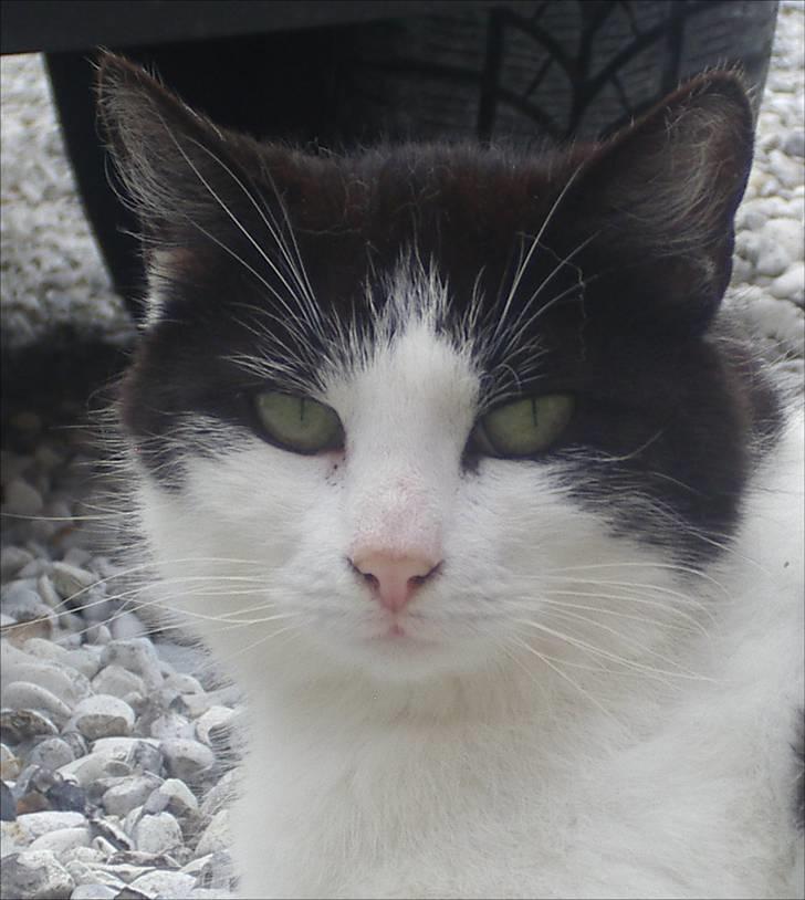 Huskat Kandis billede 12