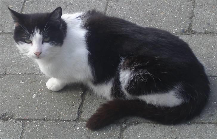 Huskat Kandis billede 13