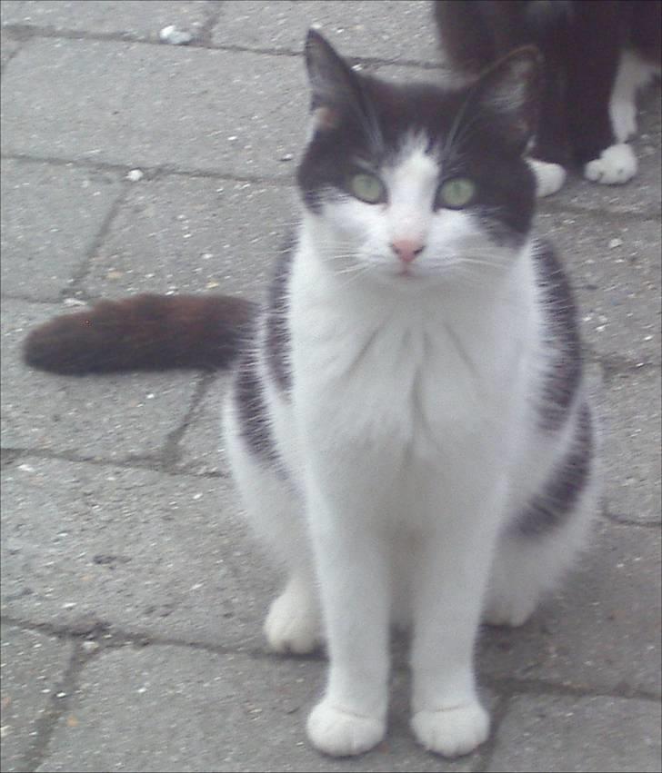 Huskat Kandis billede 14