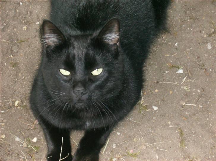 Blanding af racer Stumpi - jeg kigger på dig nu:-D og jeg vil ikke blive ved billede 19