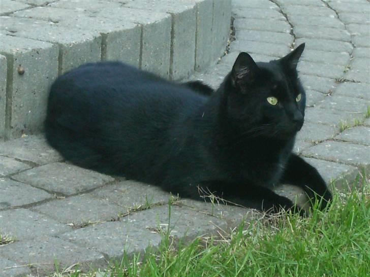 Blanding af racer Stumpi - nå nu kan jeg høre fulge billede 20