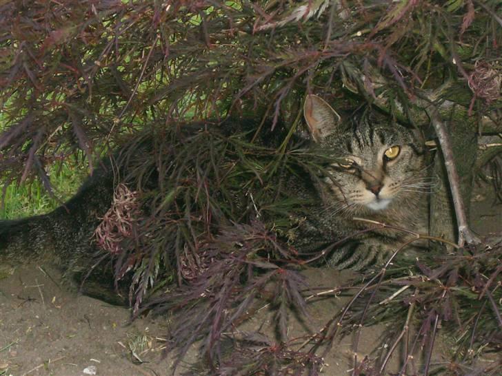 Blanding af racer Fjoller - igen kan se mig hehe:D billede 14