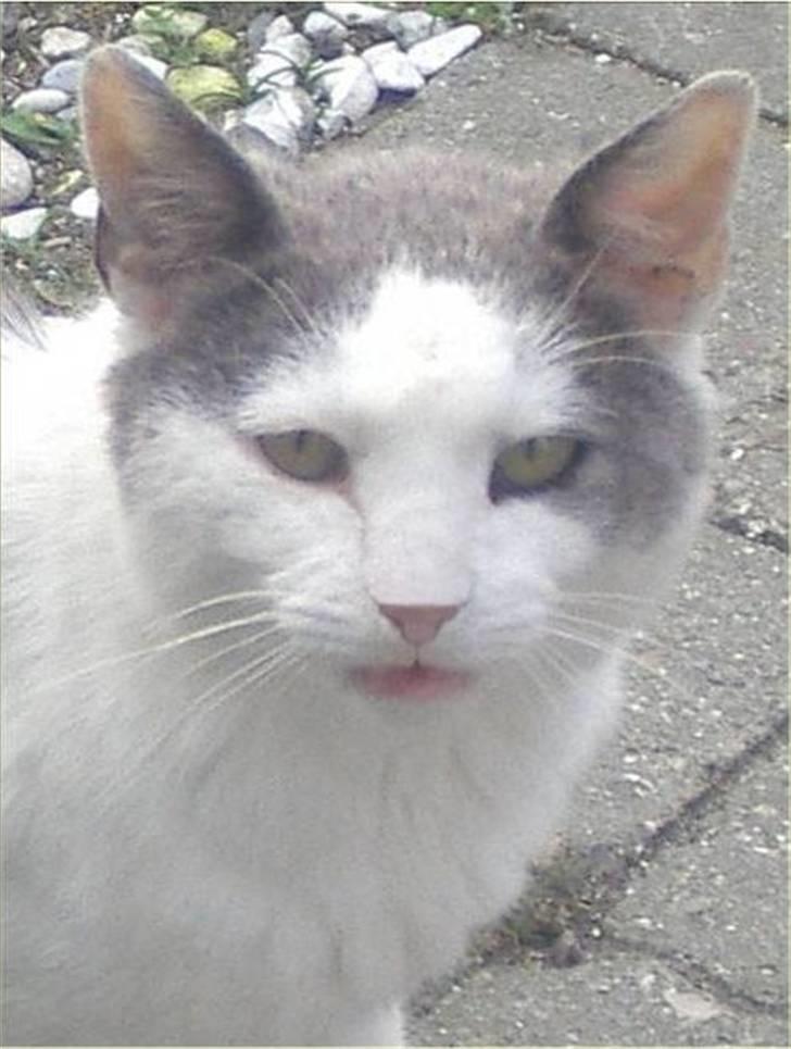 Huskat Malle - Velkommen til Malles profil :) billede 1