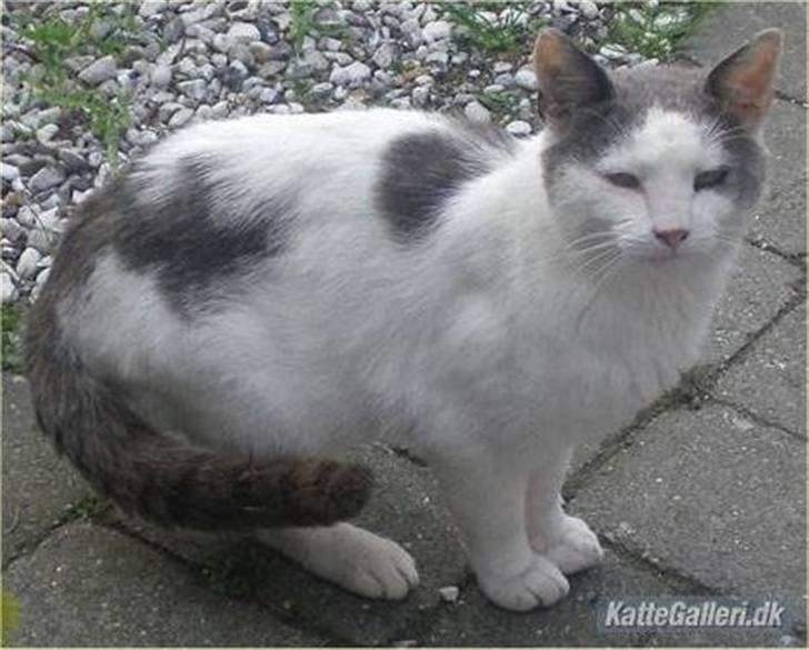 Huskat Malle billede 2