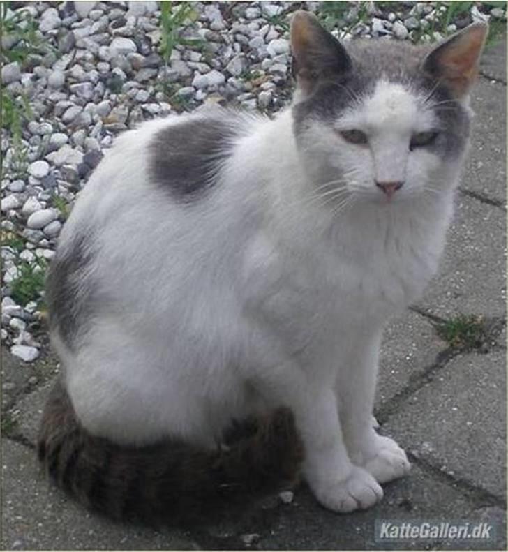 Huskat Malle billede 3