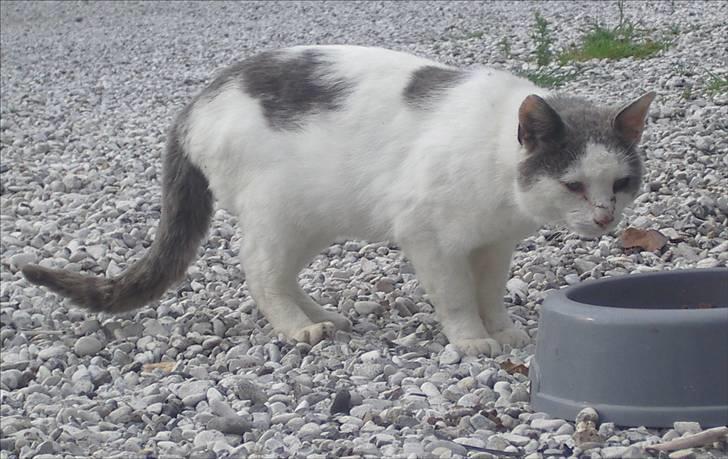 Huskat Malle billede 4