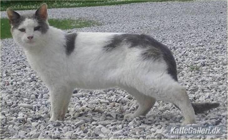 Huskat Malle billede 5