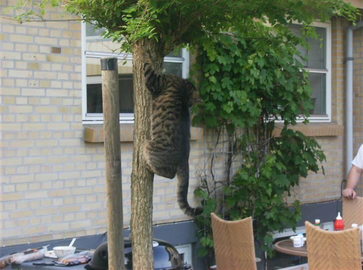 Blanding af racer Fjoller - se hvad jeg kan mor  billede 15