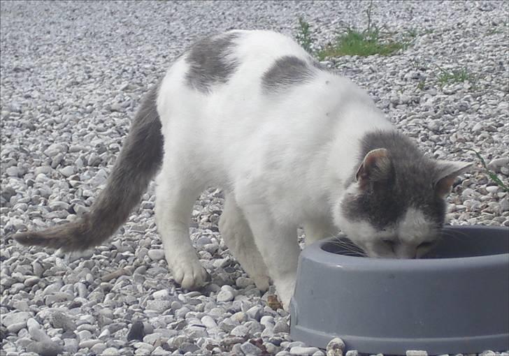 Huskat Malle - Så skal der ædes... billede 6