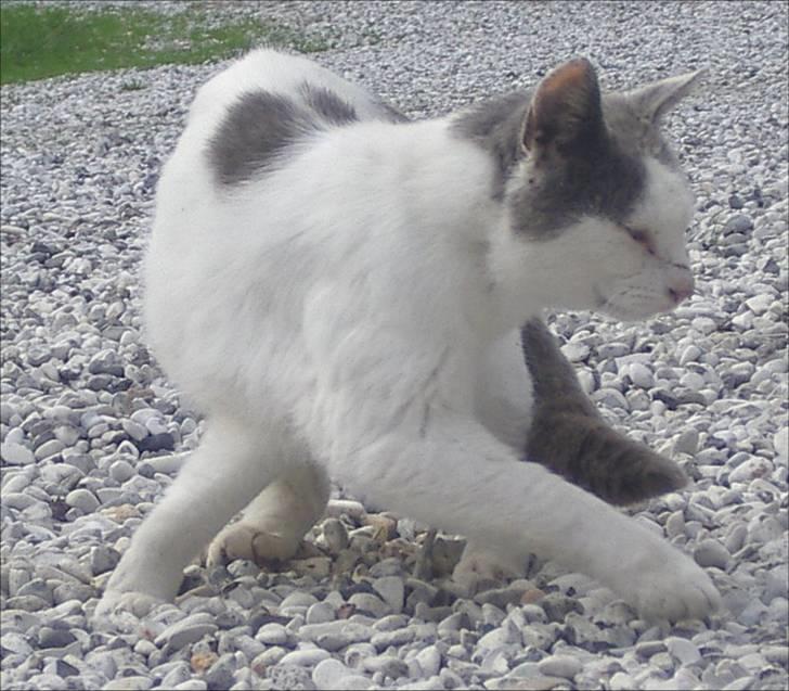 Huskat Malle - Vi snupper lige en hurtig vender... billede 7