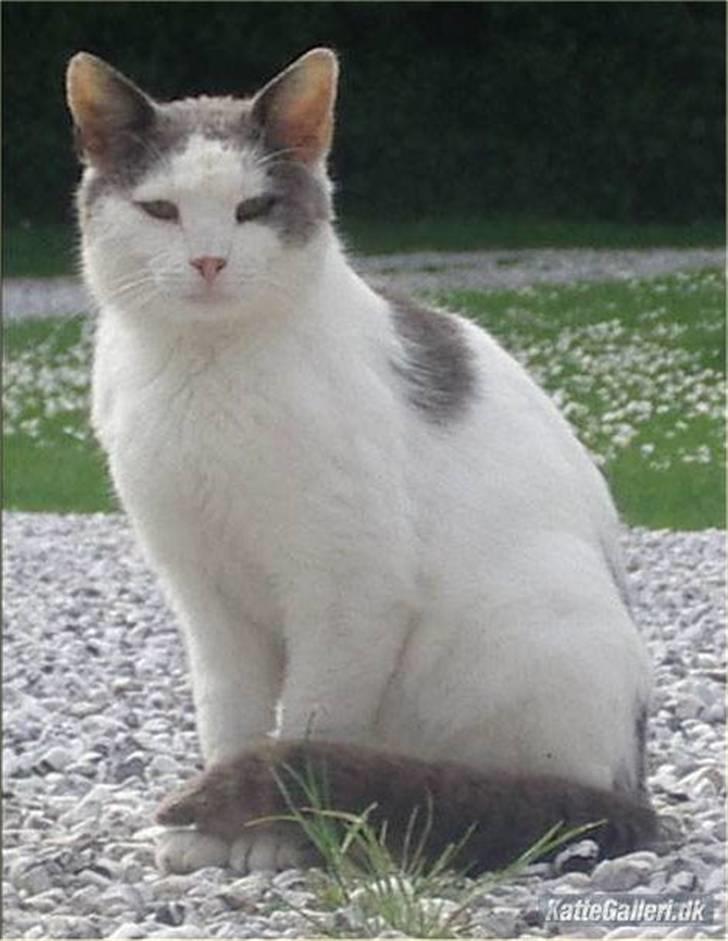 Huskat Malle billede 8