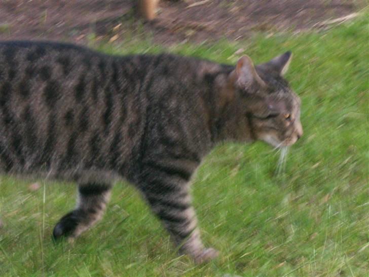 Blanding af racer Fjoller - jeg går nu hehe:D billede 16