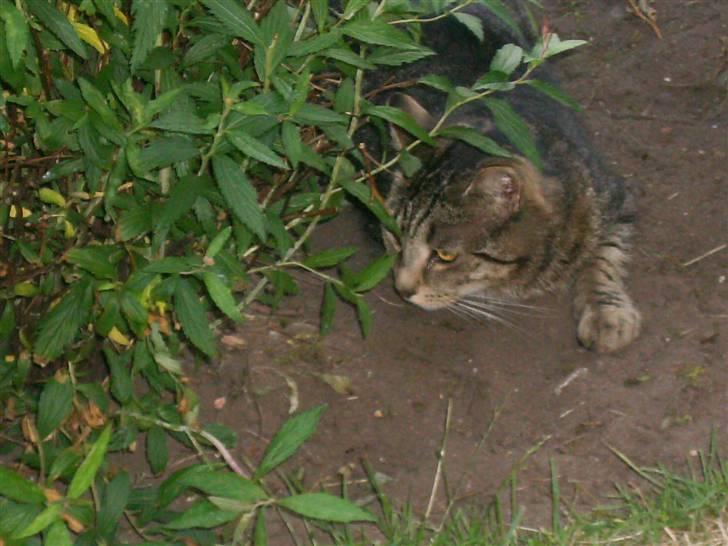 Blanding af racer Fjoller - jeg kan se en ting der bevære sig billede 17