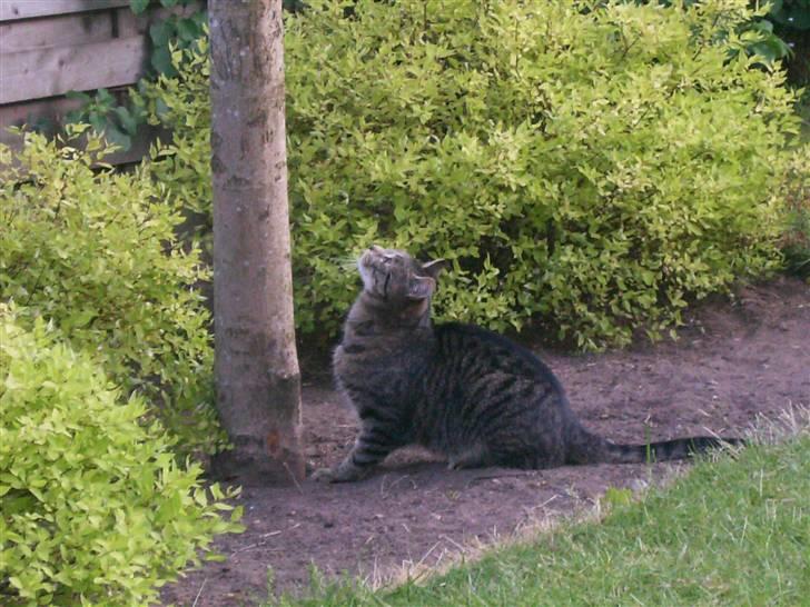 Blanding af racer Fjoller - neej det gør jeg ikke det er for stort billede 18