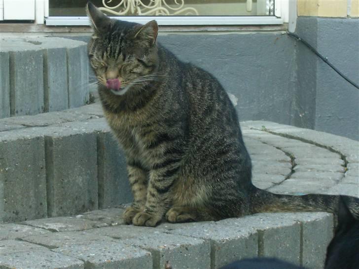 Blanding af racer Fjoller - jeg slíkker mig lige om mundenXD billede 19