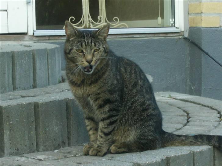 Blanding af racer Fjoller - jeg er træt billede 20