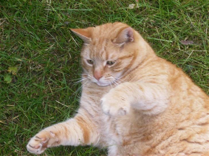 Blanding af racer Tykke*DØD* - det er hyggeligt at være ude i haven & sjovt billede 15