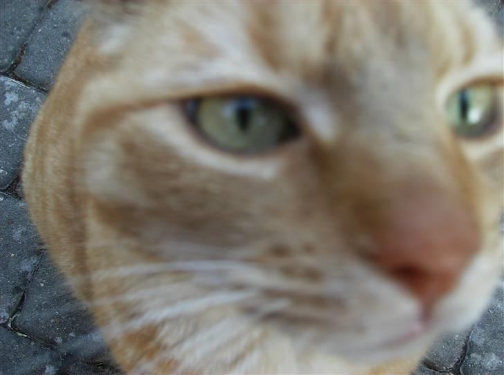 Blanding af racer Tykke*DØD* - er det nyt eller er det bare mig billede 16