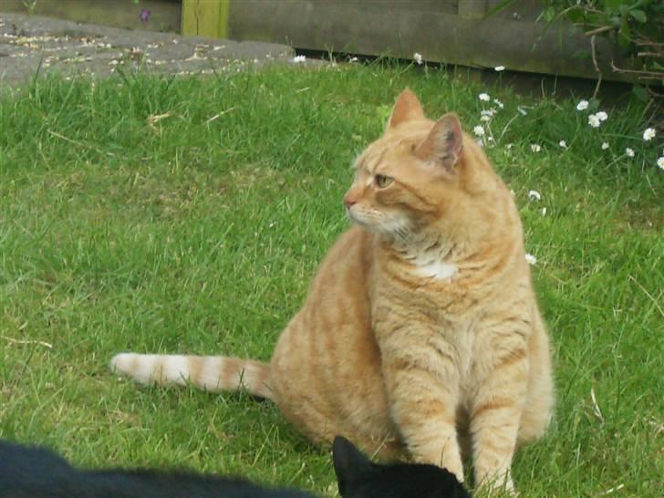 Blanding af racer Tykke*DØD* - hvem kommer nu for at være med billede 17